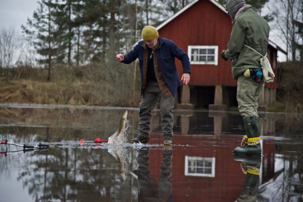 Man drar upp gädda ur pimpelhål