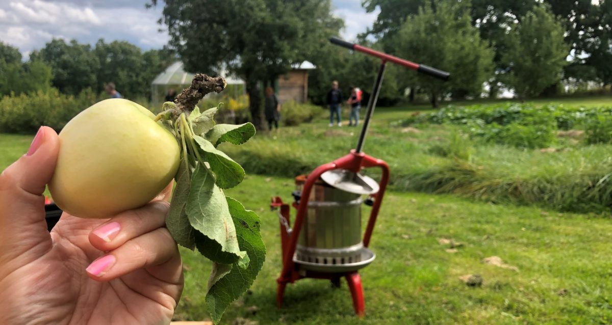 Ett äpple i förgrunden och en mustningstunna i bakgrunden