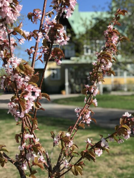 Grenar av blommande körsbärsträd i förgrunden. Gamla skolan även kallad Musicum är suddig i bakgrunden.