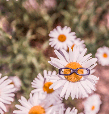 Närbild av en prästkrage med små glasögon på